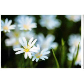 Hvid blomst- fladstjerne