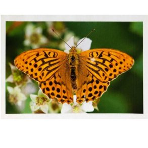 Perlemor sommerfugl - lille kort