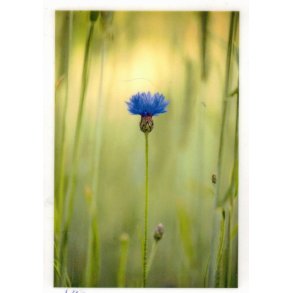 Kornblomst - lille kort