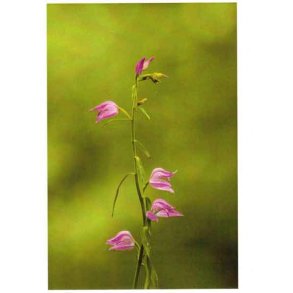 R�d skovlilje - lille kort